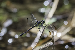 Agrionoptera longitudinalis