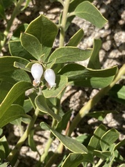 Arctostaphylos nevadensis
