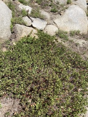 Arctostaphylos nevadensis