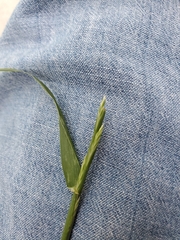 Poaceae