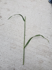 Poaceae