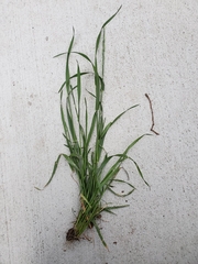 Poaceae