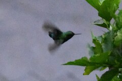 Chlorostilbon melanorhynchus