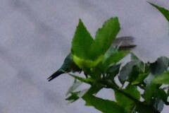 Chlorostilbon melanorhynchus