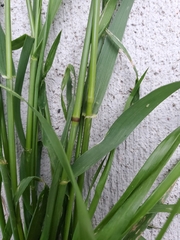 Poaceae
