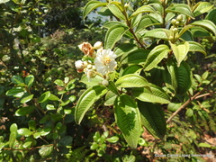 Miconia subhirsuta