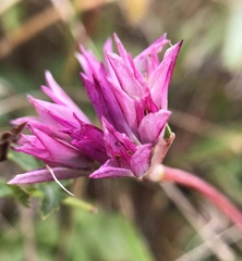 Allium dichlamydeum