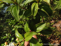 Miconia subhirsuta