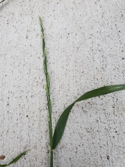 Poaceae