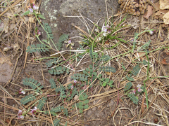 Astragalus cobrensis