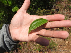 Miconia subhirsuta