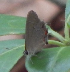 Satyrium kingi