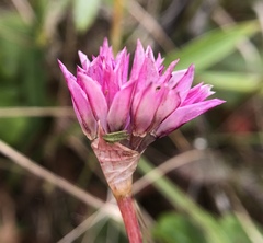 Allium dichlamydeum