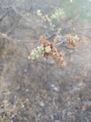 Bursera palmeri