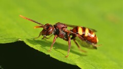 Nomada xanthura
