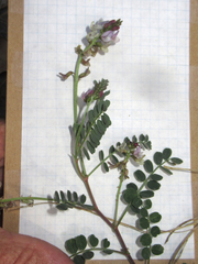 Astragalus cobrensis