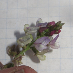 Astragalus cobrensis