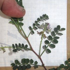 Astragalus cobrensis