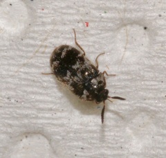 Trogoderma sternale aspericolle