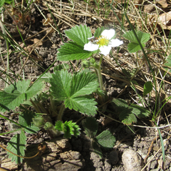 Fragaria vesca bracteata