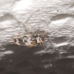 Trogoderma sternale aspericolle