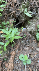 Campanula prenanthoides