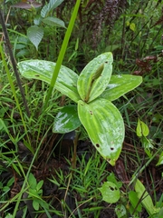 Peristylus goodyeroides