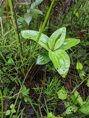 Peristylus goodyeroides