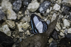 Psychonotis caelius