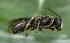 Hylaeus mesillae cressoni