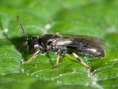 Hylaeus mesillae cressoni