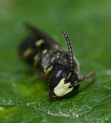 Hylaeus mesillae cressoni