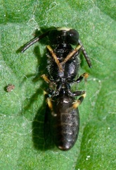 Hylaeus mesillae cressoni