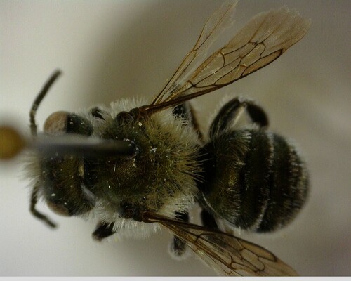 iNaturalist observation photo of Mason Bees
