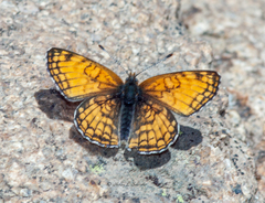 Chlosyne damoetas windriver