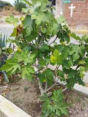 Ficus