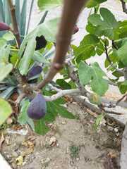 Ficus