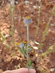 Eriophyllum lanatum croceum