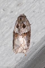 Acleris maculidorsana