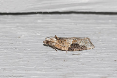 Acleris maculidorsana