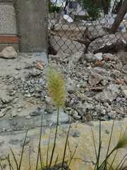 Poaceae