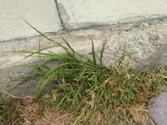 Poaceae