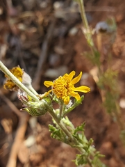 Eriophyllum lanatum croceum