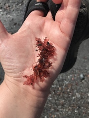 Phycodrys rubens