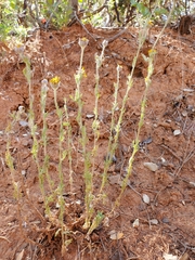 Eriophyllum lanatum croceum