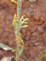 Eriophyllum lanatum croceum