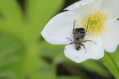 Trichiotinus assimilis