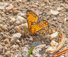 Chlosyne damoetas windriver