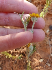 Eriophyllum lanatum croceum