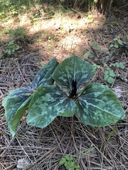 Trillium kurabayashii